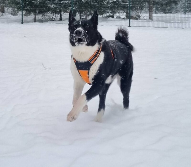 568615107_24892Nalle