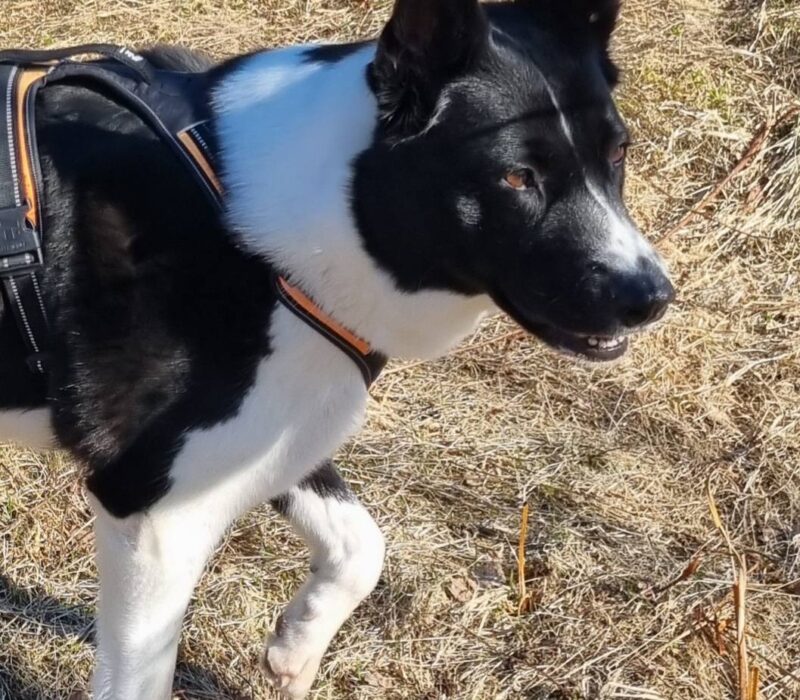 595609016_25338Nalle